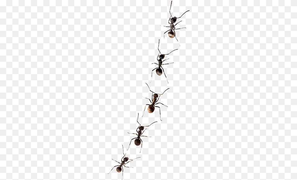 How Do I Get Rid Of Ants Line Of Ants Animal, Ant, Insect, Invertebrate Free Transparent Png