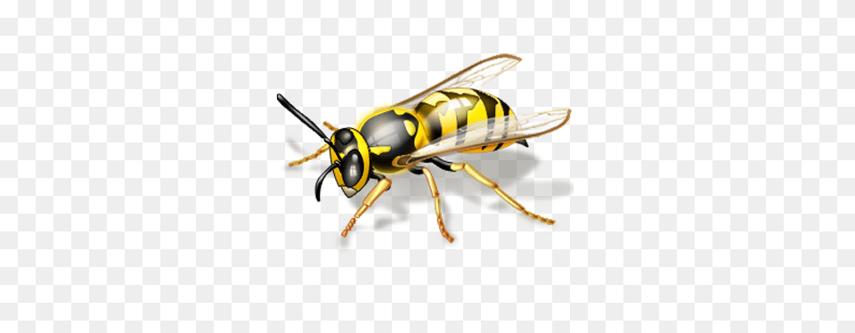 How Do I Get Rid Of Wasps Avon Pest Control, Animal, Bee, Insect, Invertebrate Free Png Download