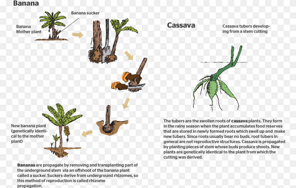 How Do Plants Reproduce Sexually Flower, Plant, Tree, Vegetation, Leaf Free Png Download