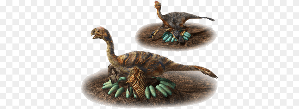 How Does A One Ton Dino Hatch Its Eggs Carefully Incubation Behaviours Of Oviraptorosaur Dinosaurs In, Animal, Bird, Electronics, Hardware Free Png