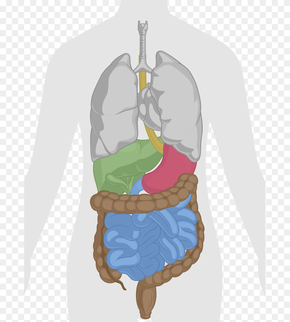 How Does Dr Digestive System Anatomy Free Transparent Png