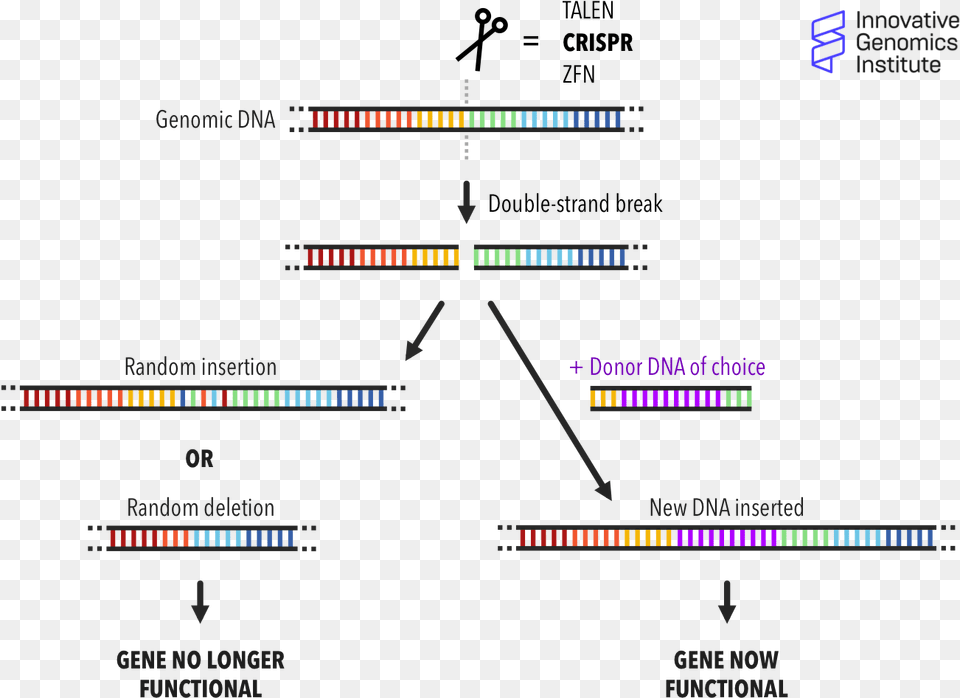 How Does Genome Editing Work Double Strand Breaks Gene Editing, Chart Free Transparent Png