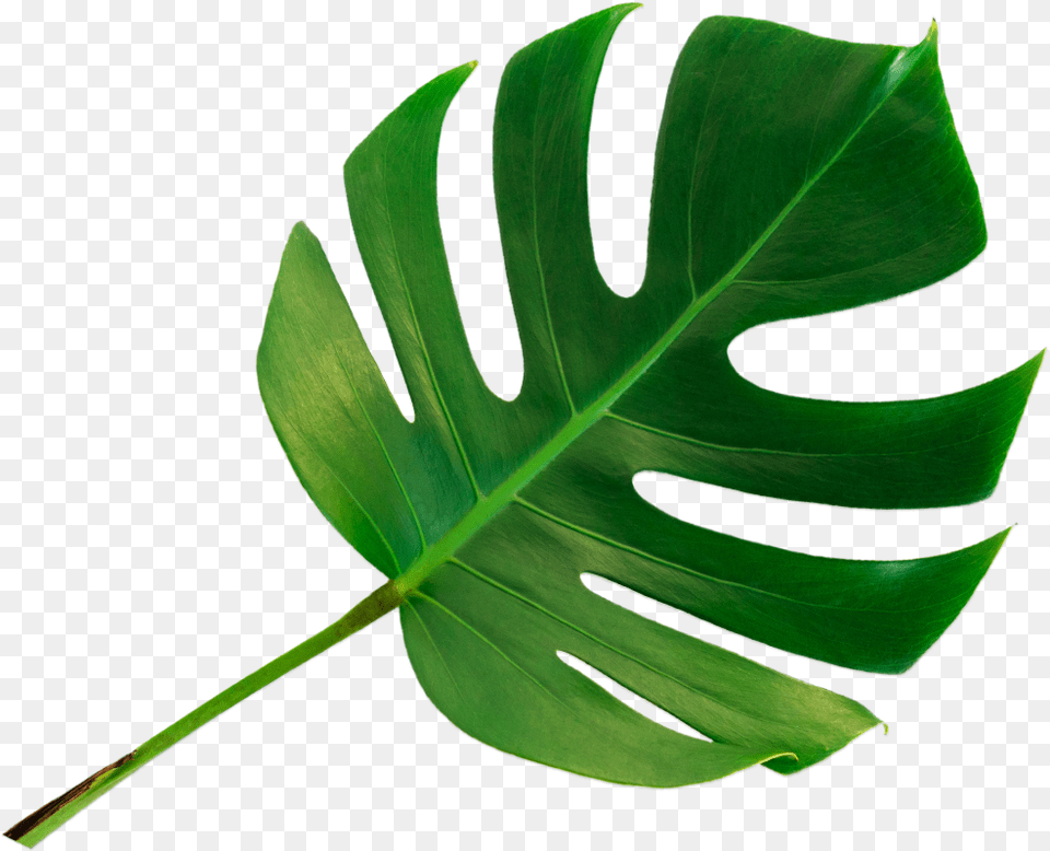 How Infrared Works Monstera Deliciosa, Leaf, Plant Free Png