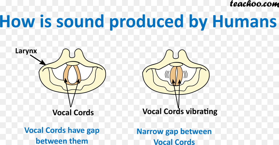 How Is Sound Produced By Humans Vocal Cords Produce Sound, Ct Scan, Water Free Transparent Png