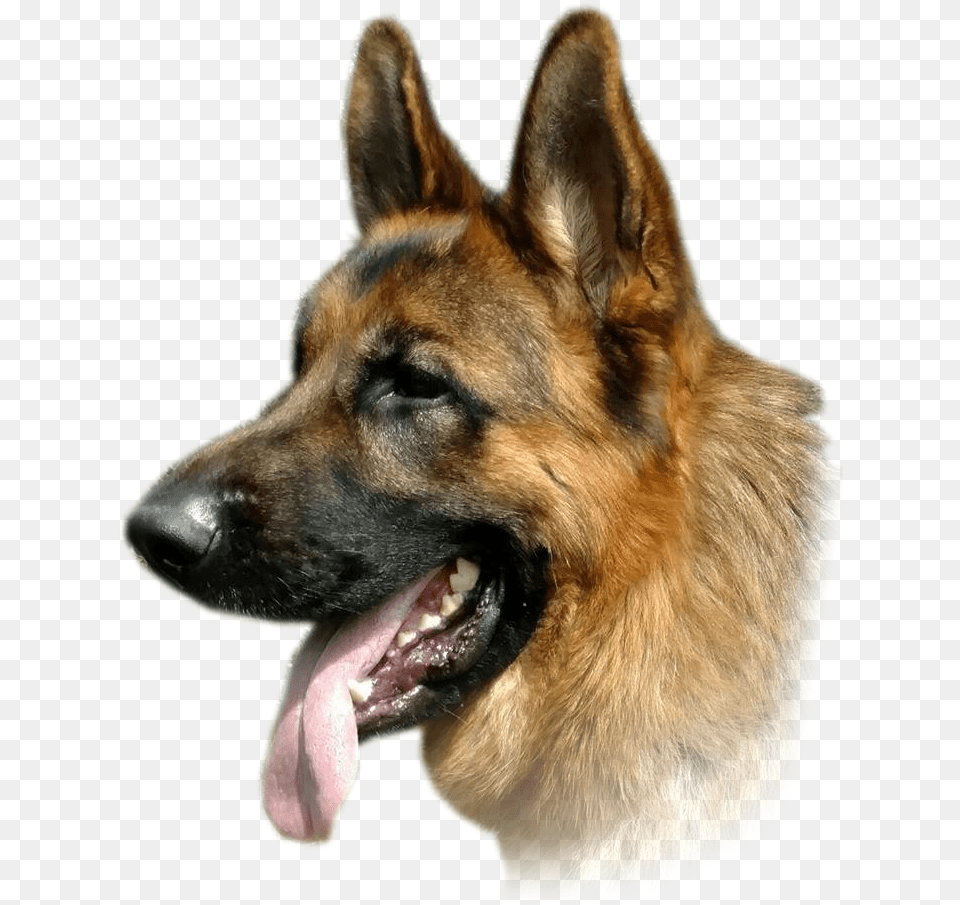 How It Works, Animal, Canine, Dog, German Shepherd Free Png Download