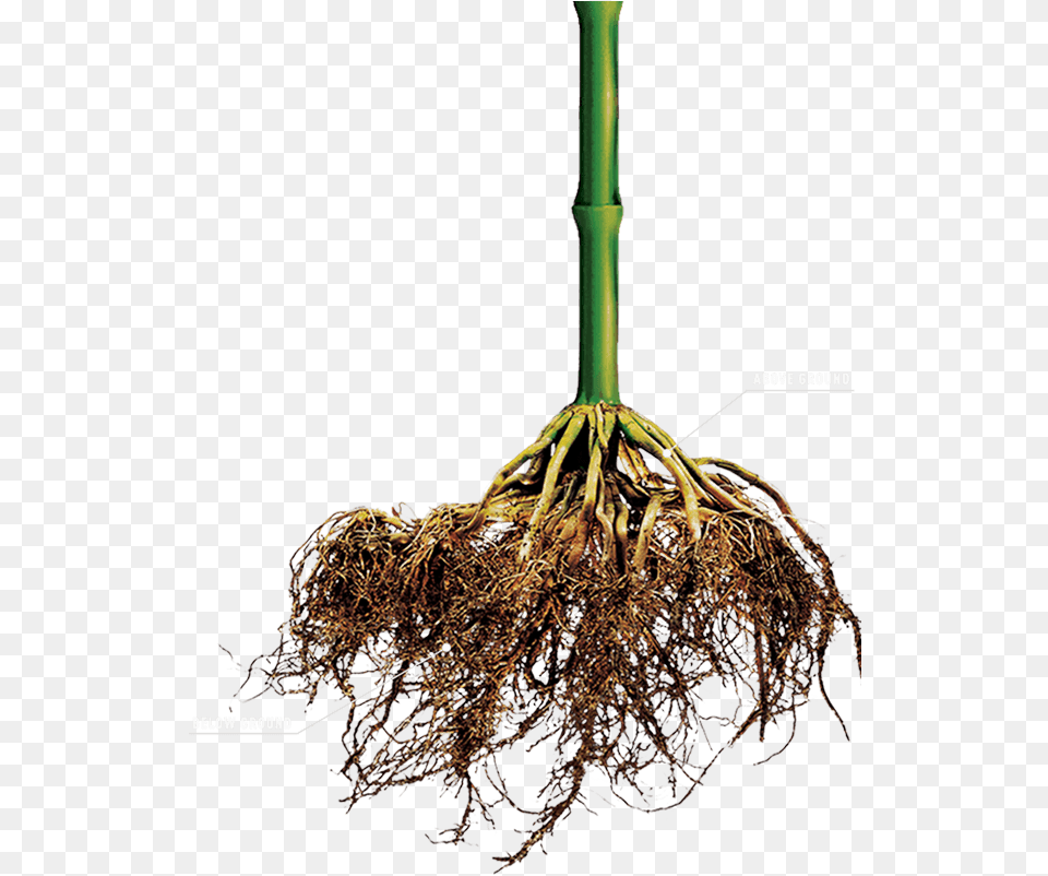 How It Works Corn Plant Roots, Root, Chandelier, Lamp Png
