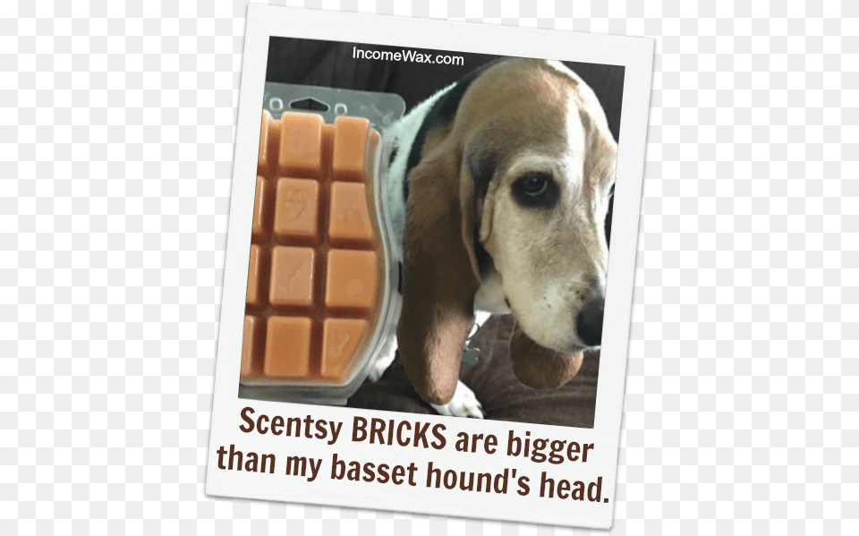 How Many Bars In A Scentsy Brick Groundswell, Animal, Canine, Dog, Hound Png