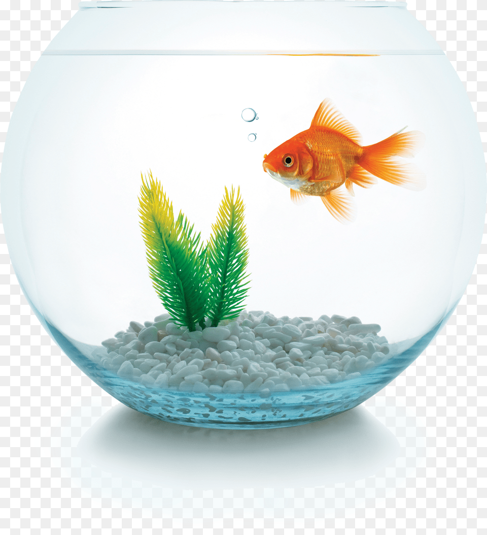 How Many Estate Agents Would Give Your Goldfish A Home Hulk Aquarium Ornament By Fetch Free Png Download