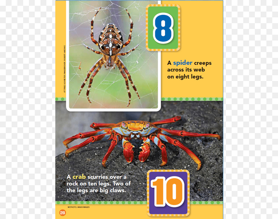 How Many Legs Wolf Spider, Animal, Invertebrate, Food, Lobster Free Png Download