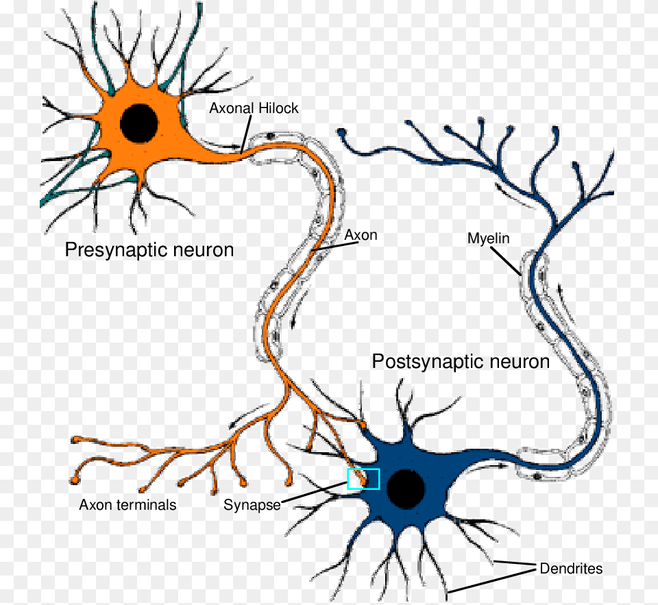 How Neurons Are Connected Download Scientific Diagram, Pattern, Accessories, Plant, Root Png Image