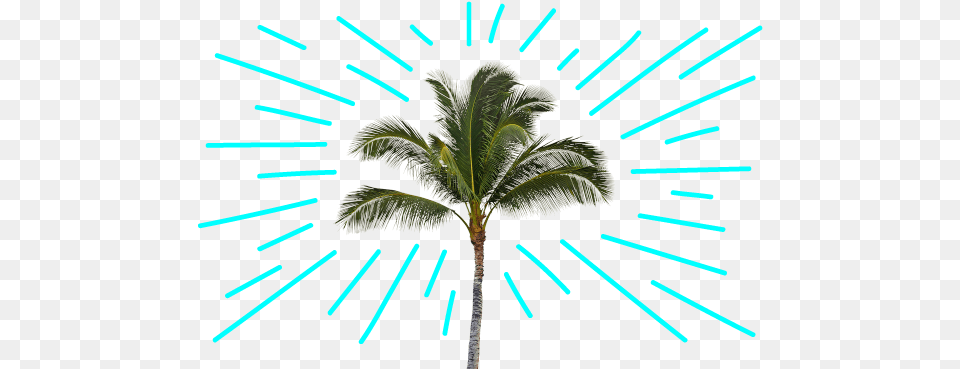 How One Ambitious Schools Chief Rescued America39s Fourth Largest Roystonea, Light, Palm Tree, Plant, Tree Png Image