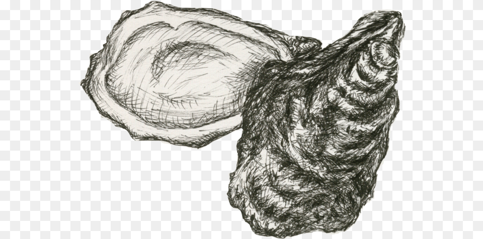 How Oysters Can Help Build Resiliency Into Staten Island Oyster, Art, Drawing, Person, Animal Png Image