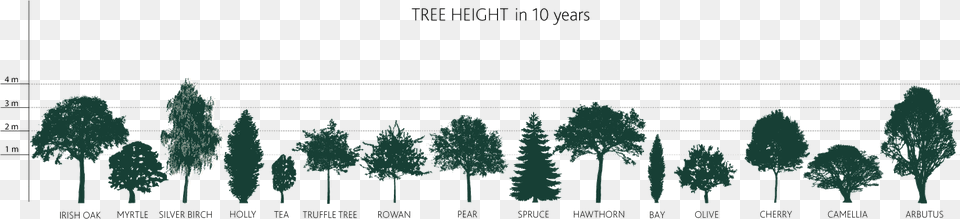 How Tall Will My Tree Grow Pine Tree Silhouette, Chart, Plot Png Image