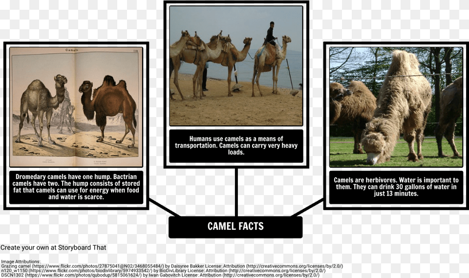 How The Camel Got His Hump Fun Facts About Dromedary Camel, Animal, Livestock, Mammal, Sheep Png Image