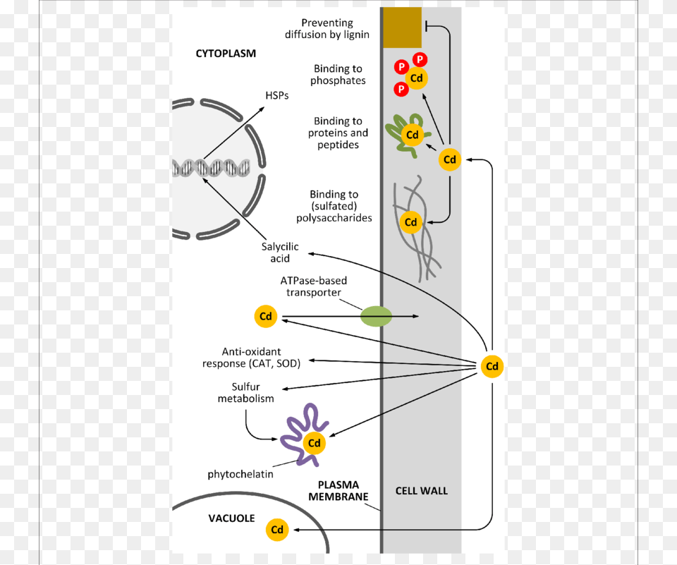 How The Cell Wall Can Act As A Barrier Against Cd Pollution Cell, Flower, Plant, Diagram Png