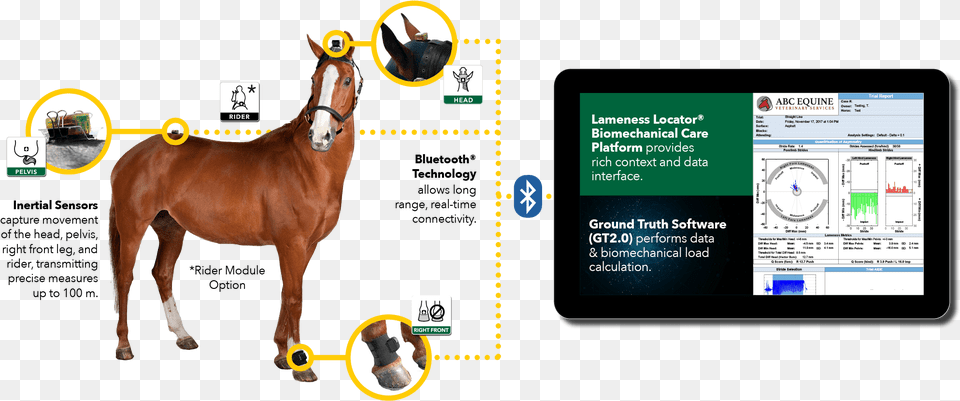 How The Equinosis Q Works, Animal, Horse, Mammal, Colt Horse Png