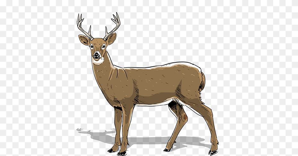 How To Age Bucks Realtree Camo, Animal, Deer, Mammal, Wildlife Free Png