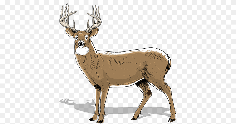 How To Age Bucks Realtree Camo, Animal, Deer, Mammal, Wildlife Free Transparent Png