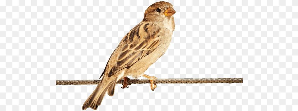 How To Change The Background Of A Without Photoshop Bird Hd, Animal, Anthus, Finch, Sparrow Png Image