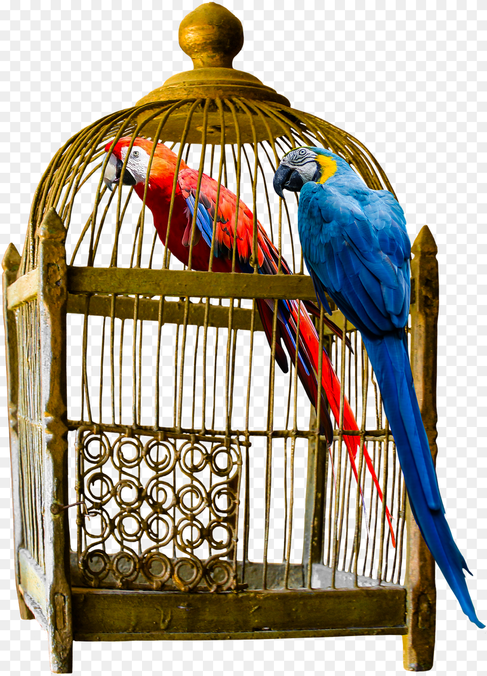 How To Choose Large Bird Cage For Your F Parrot In Cage, Animal Free Transparent Png