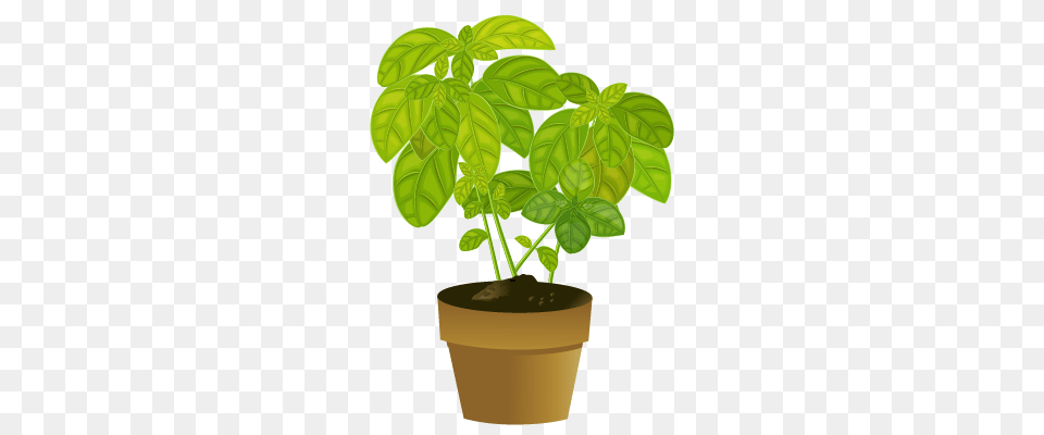 How To Clone Plants, Herbal, Herbs, Leaf, Mint Png Image