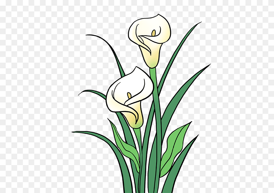 How To Draw A Calla Lily, Flower, Plant Free Png