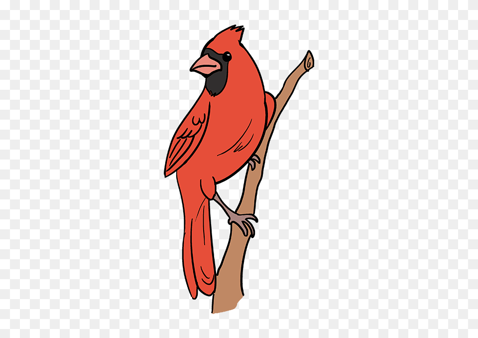 How To Draw A Cardinal Bird, Adult, Female, Person, Woman Free Png Download
