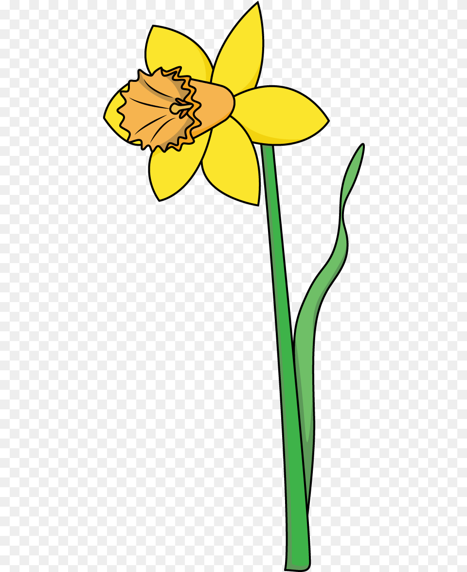 How To Draw A Daffodil Flowers Plants Spring Easy Drawing Of A Daffodil, Flower, Plant Png