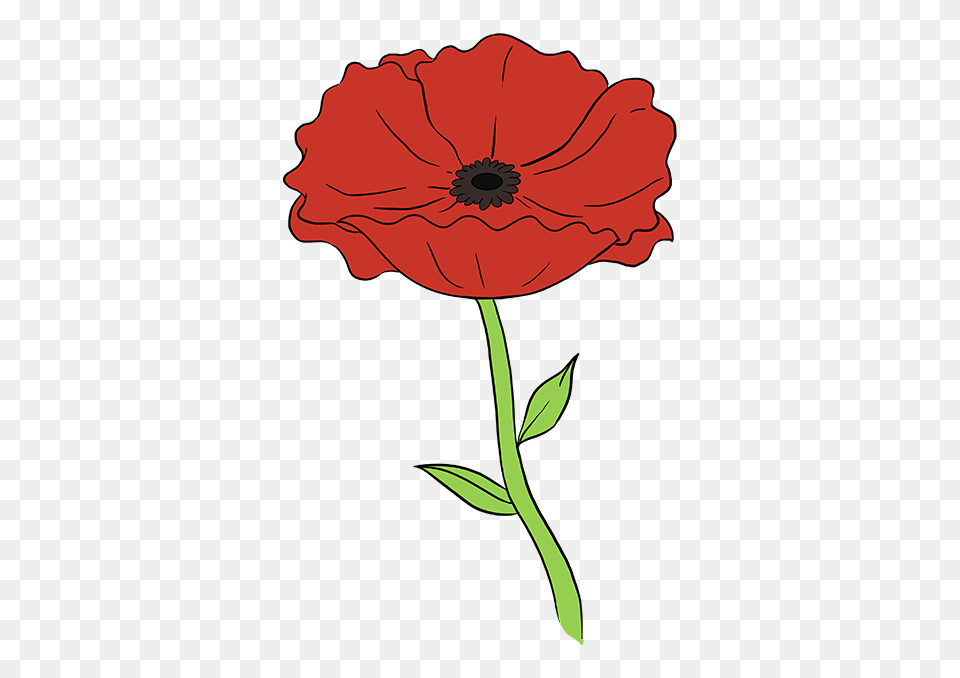 How To Draw A Poppy, Flower, Plant, Rose, Petal Png