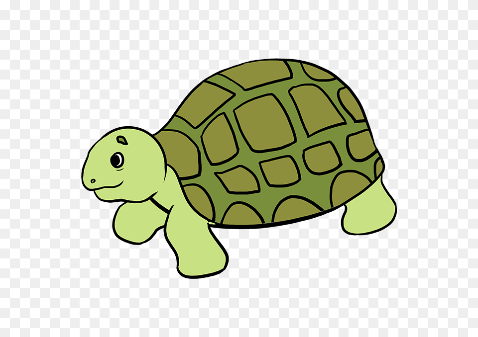 How To Draw A Sea Turtle, Animal, Reptile, Sea Life, Tortoise Png Image