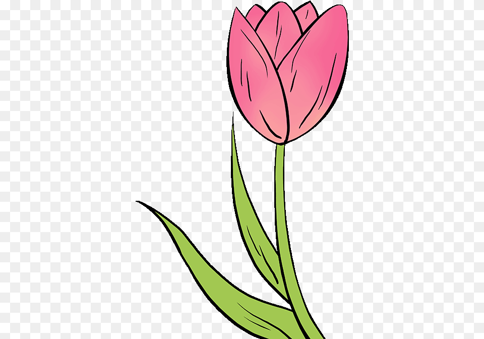 How To Draw A Tulip Flowers Drawing Easy, Flower, Plant, Petal Free Png Download