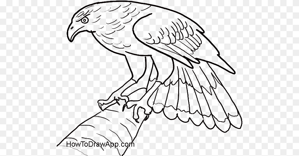 How To Draw An Eagle Easy, Animal, Bird, Vulture Png Image