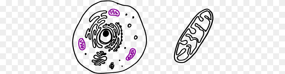 How To Draw Animal Cell 03 Mitochondria Drawing, Purple Free Transparent Png