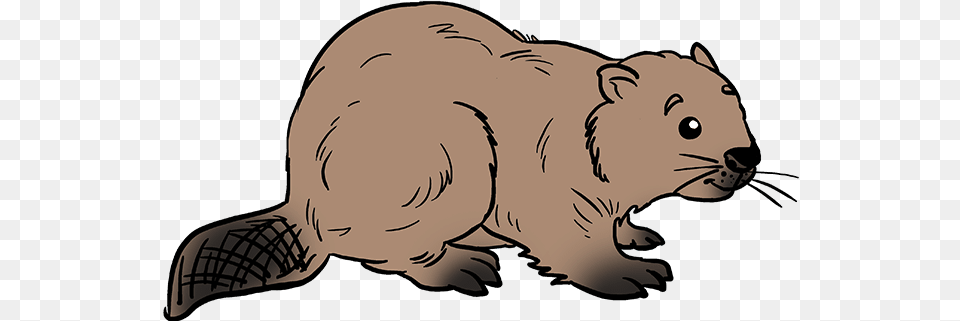 How To Draw Beaver Step By Step Beaver Easy Drawing, Animal, Mammal, Baby, Person Free Transparent Png