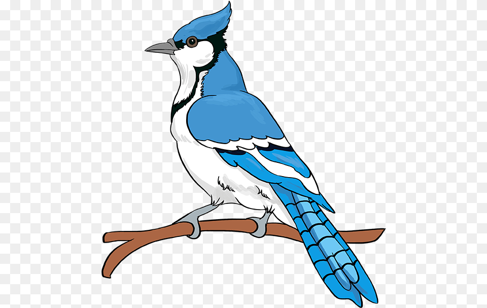 How To Draw Blue Jay Draw Easy Blue Jay Step, Animal, Bird, Blue Jay, Bluebird Png