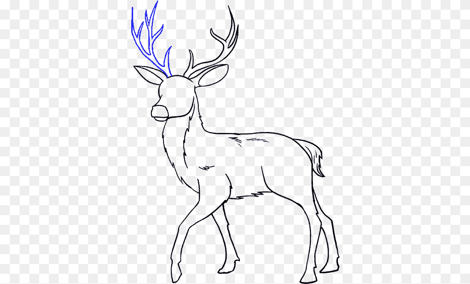 How To Draw Deer Drawing, Animal, Elk, Mammal, Wildlife Free Transparent Png