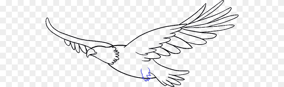 How To Draw Eagle Eagle, Animal, Bird, Flying, Vulture Free Transparent Png