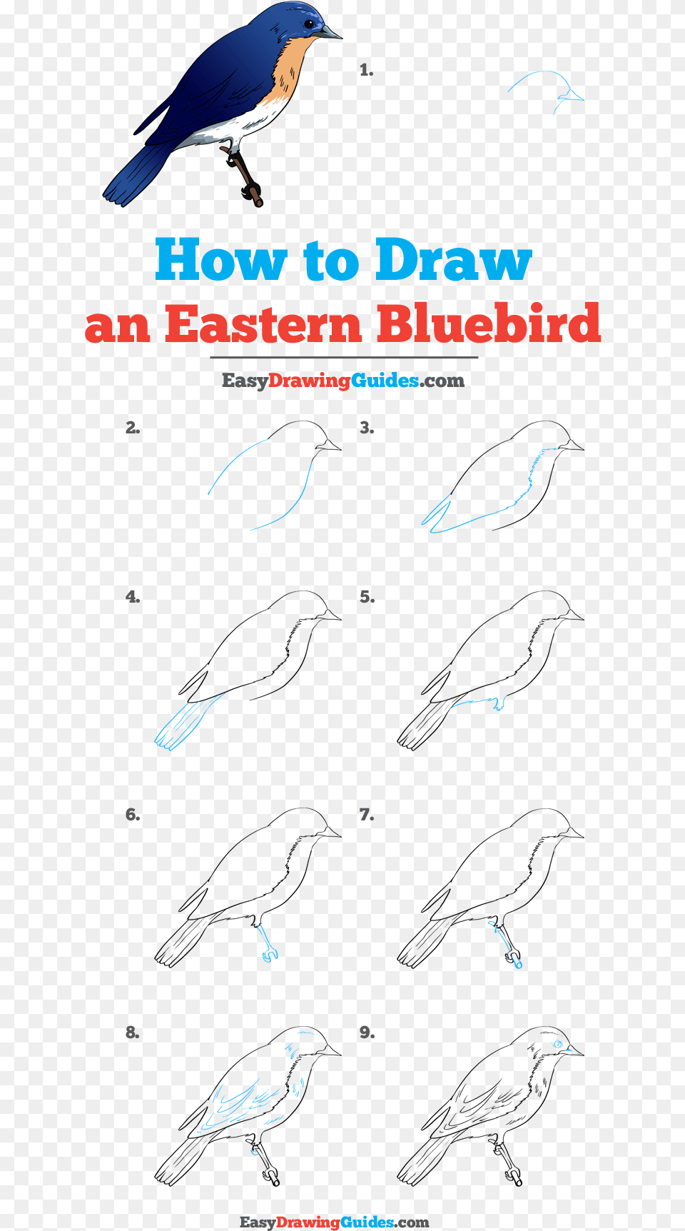 How To Draw Eastern Bluebird Step By Step Blue Bird, Animal, Jay Free Png