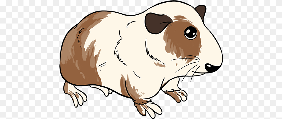 How To Draw Guinea Pig Guinea Pig Drawing Cartoon, Animal, Mammal, Baby, Person Free Png