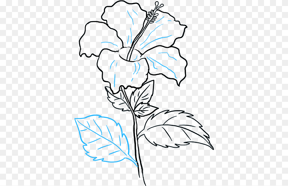 How To Draw Hibiscus Hibiscus Flower Drawing Easy, Art, Graphics, Leaf, Plant Png