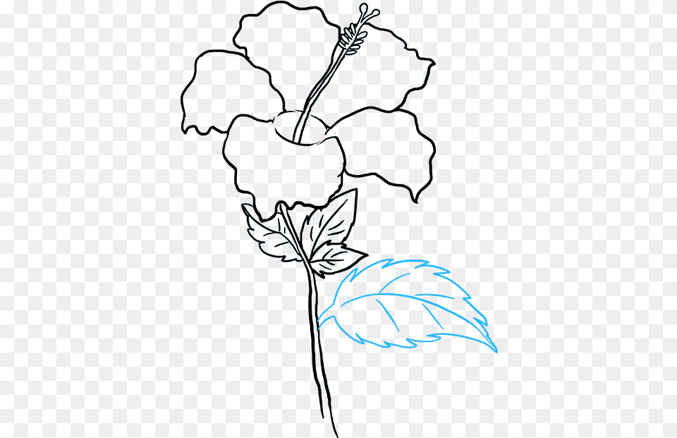 How To Draw Hibiscus Step Hibiscus Flower Drawing Easy, Leaf, Plant, Art, Graphics Free Png