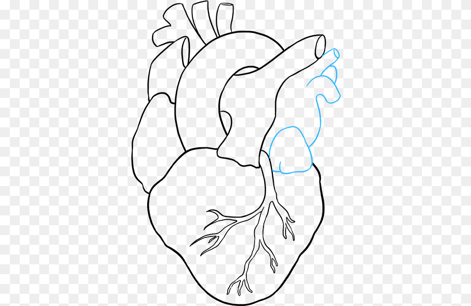 How To Draw Human Heart Easy Drawing Of Human Heart, Clothing, Hat Free Png