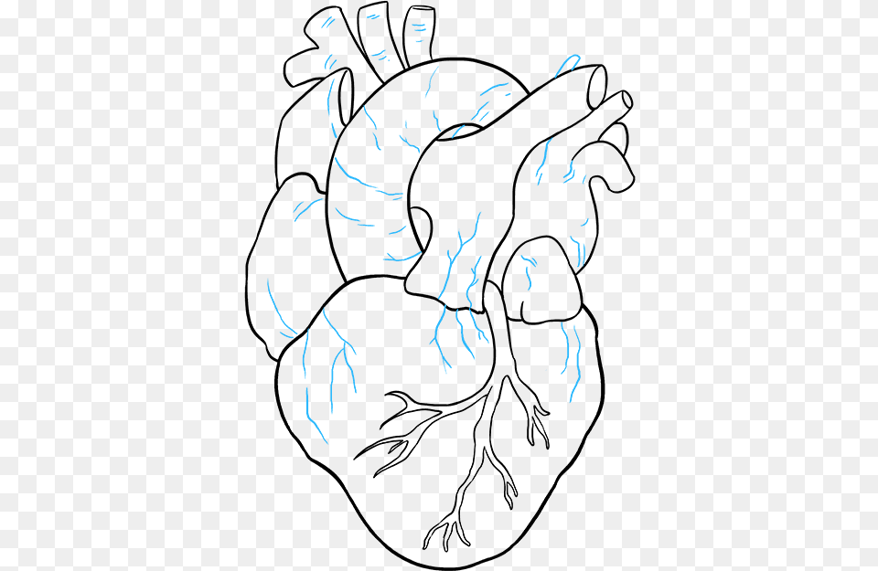 How To Draw Human Heart Real Easy Heart Drawings, Fireworks, Art, Drawing, Person Free Png