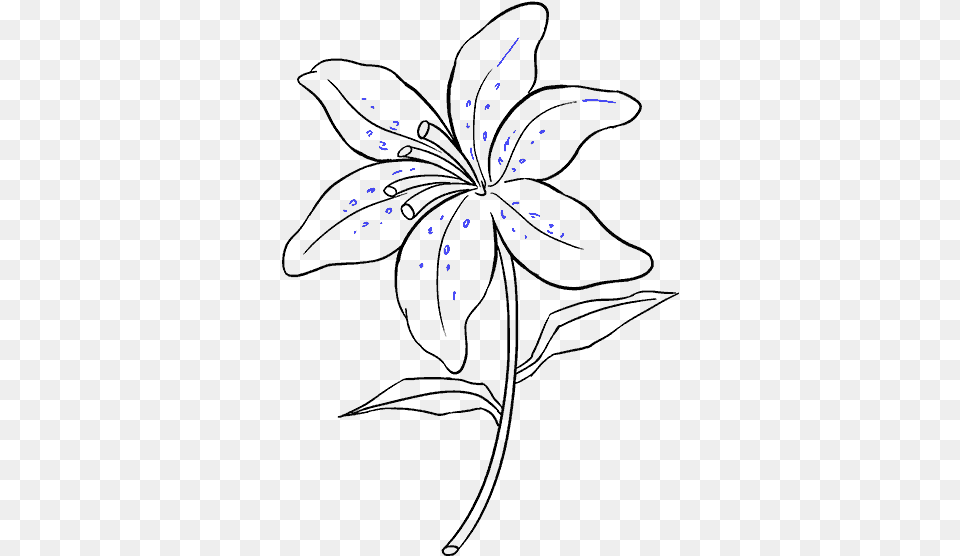 How To Draw Lily Easy Drawings Of A Lily, Nature, Outdoors, Fireworks, Snow Png