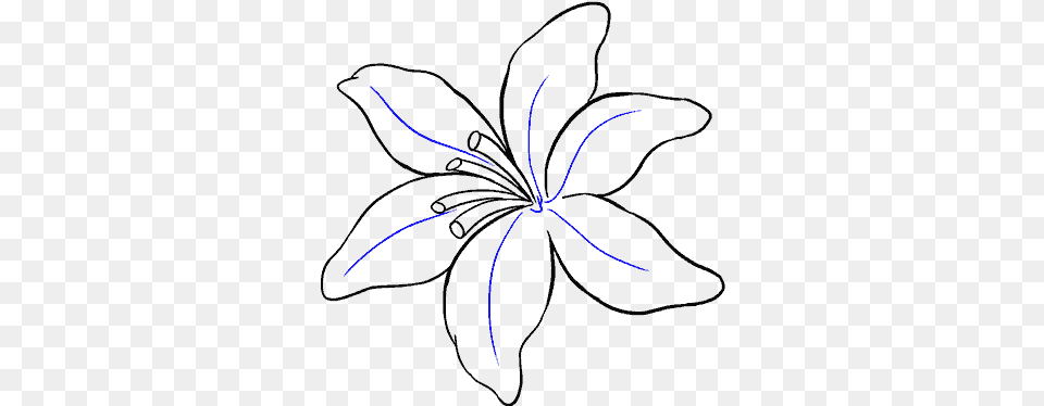 How To Draw Lily Lily Flower Drawing Easy, Animal, Bee, Insect, Invertebrate Free Png