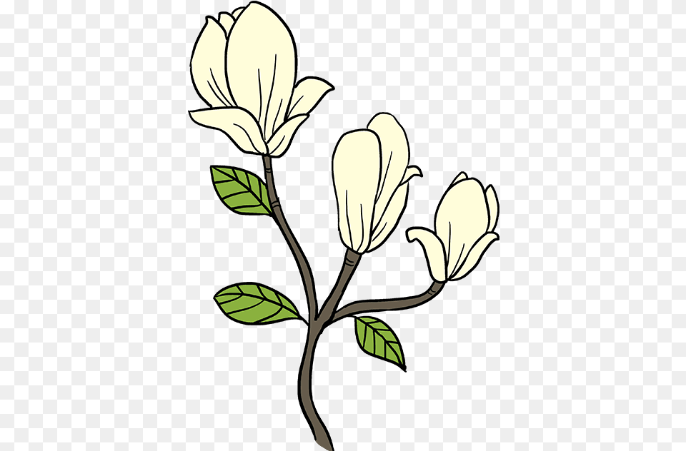 How To Draw Magnolia Flower Easy Magnolia Drawing, Leaf, Plant, Art, Pattern Free Png Download