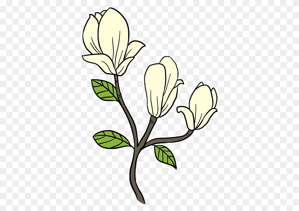 How To Draw Magnolia Flowers, Art, Leaf, Plant, Flower Free Png Download