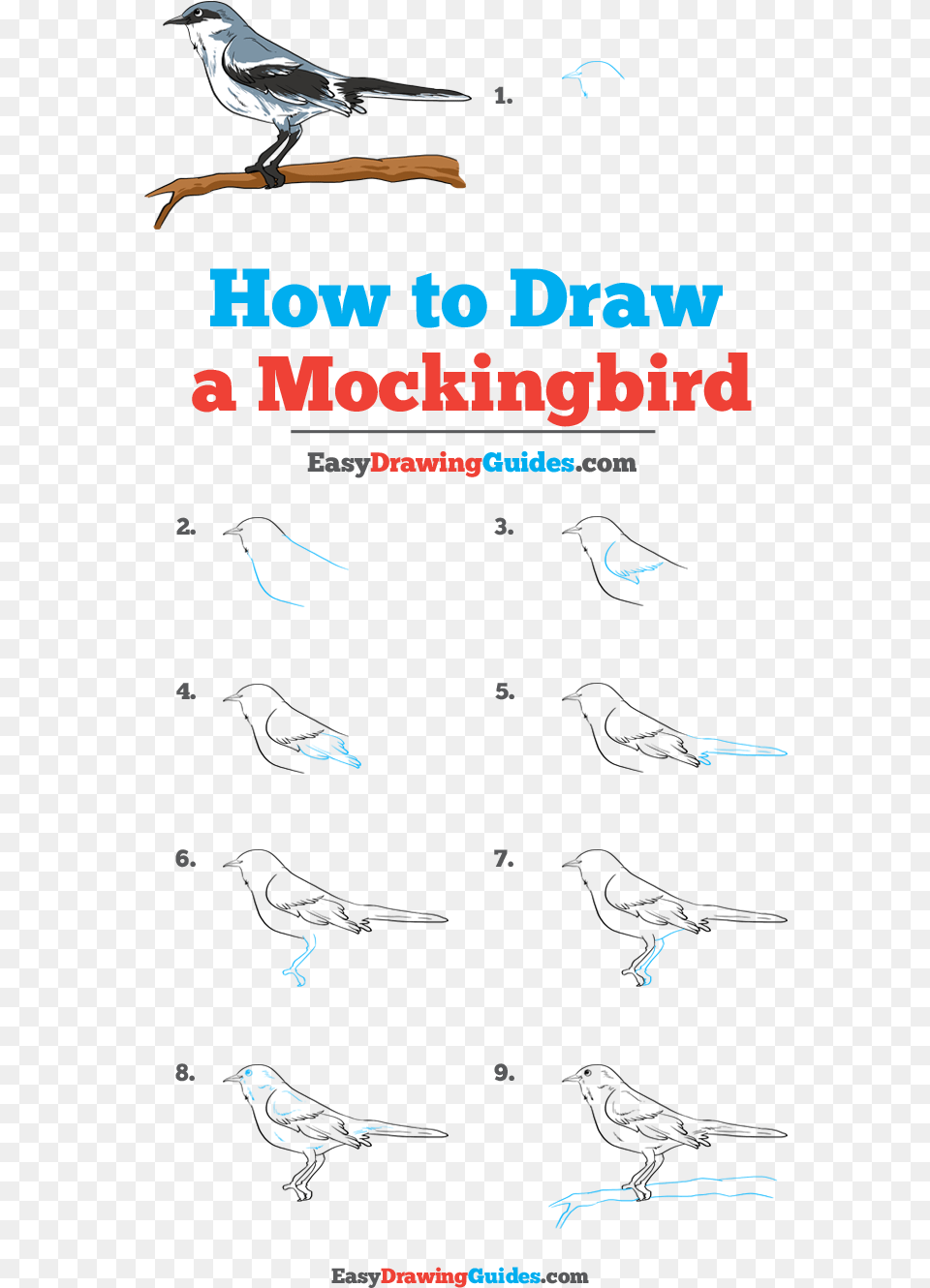 How To Draw Mockingbird Flow, Animal, Bird, Advertisement, Poster Free Png