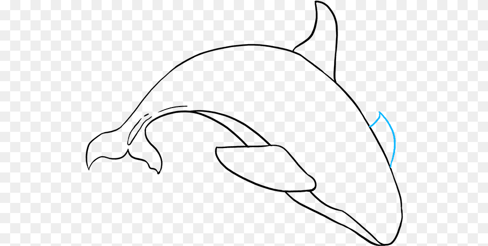 How To Draw Orca Free Transparent Png