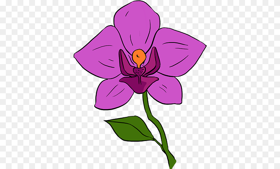 How To Draw Orchid Orchid Flower Drawing Step By Step, Plant, Person Png Image